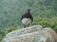 小蓮華山の雄雷鳥2