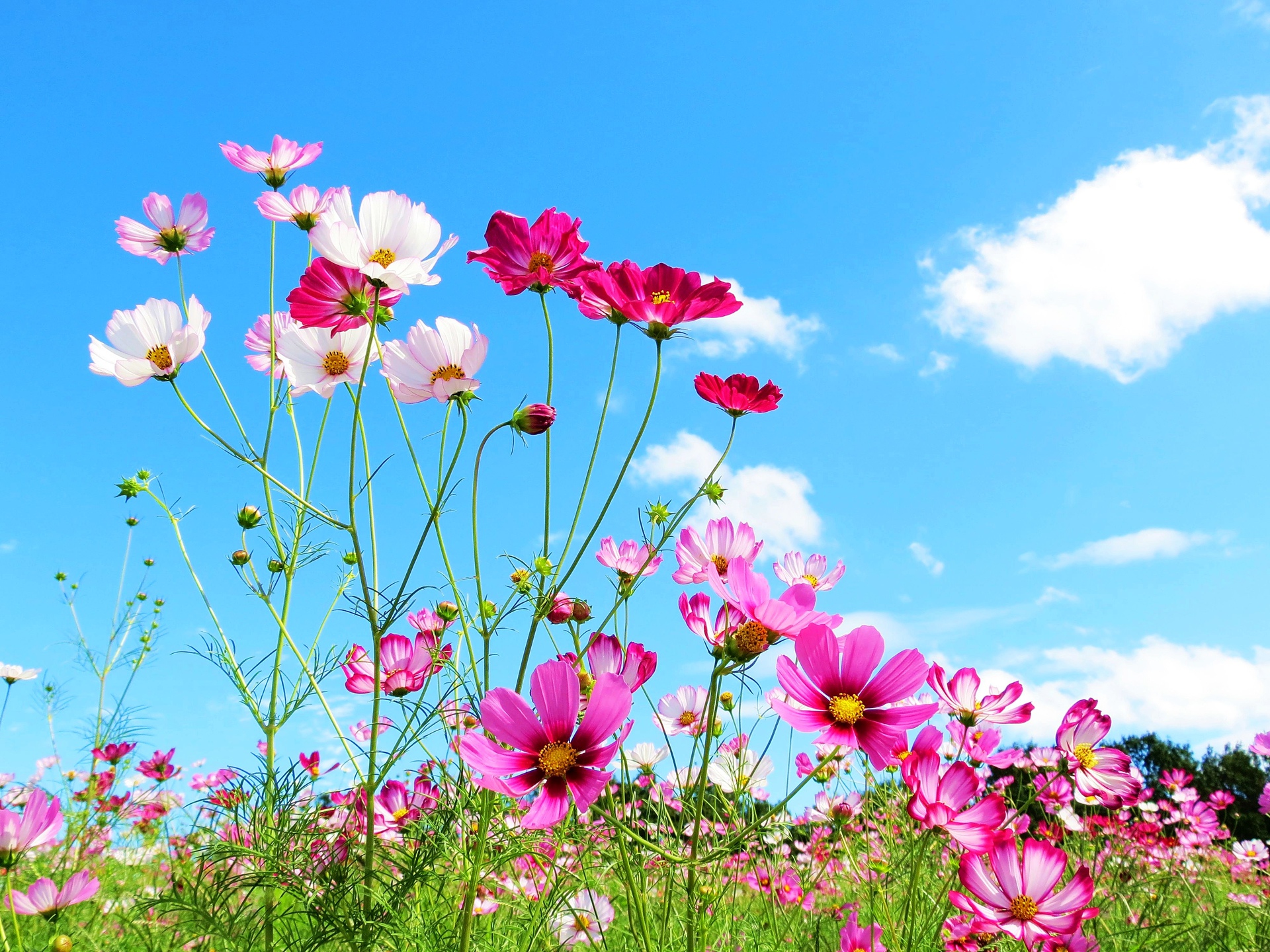 花 植物 青空とコスモス 壁紙1920x1440 壁紙館