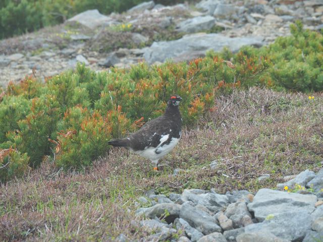 継子岳の雄雷鳥