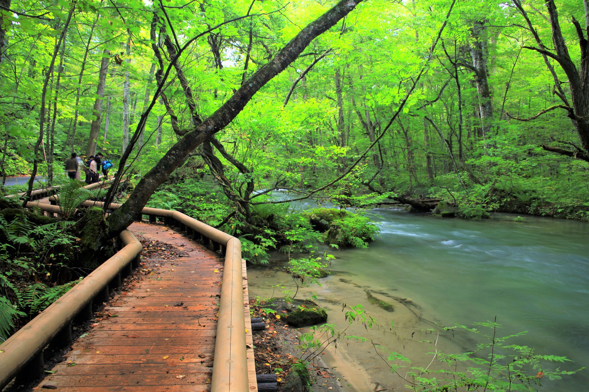 日本の風景 奥入瀬渓流の遊歩道 壁紙19x1280 壁紙館