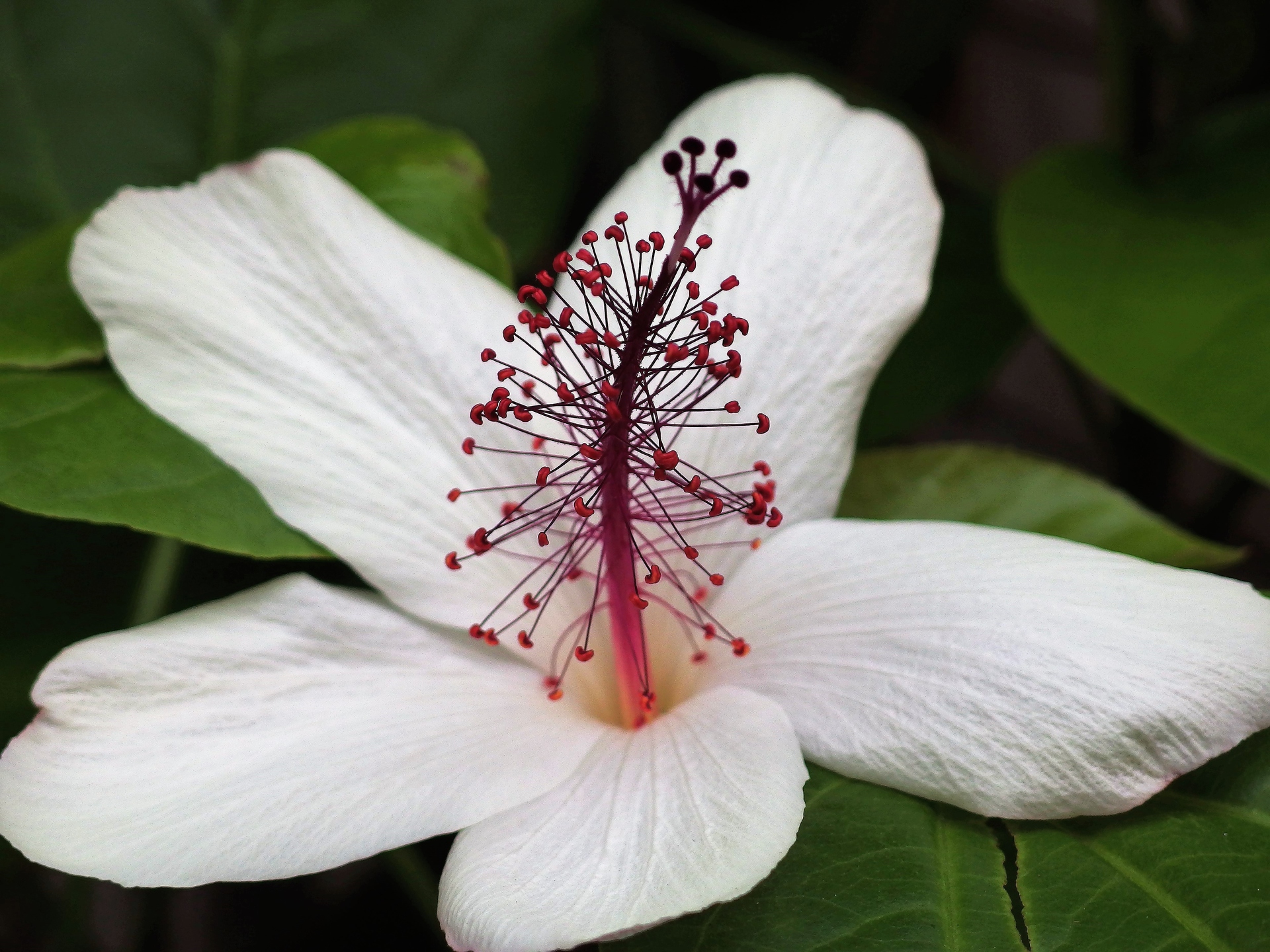 新着白い ハワイ の 花 すべての美しい花の画像