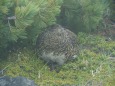 継子岳のママ雷鳥2