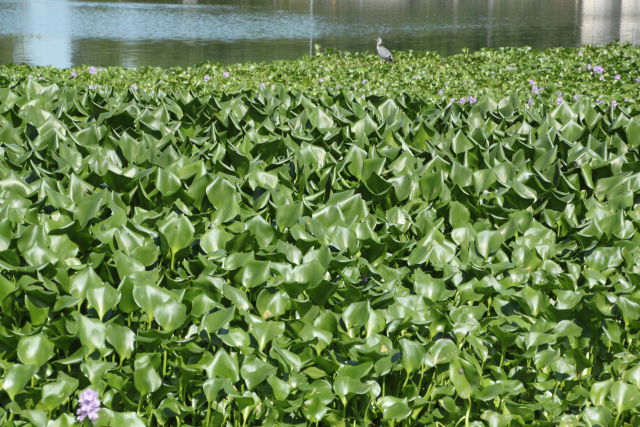 池に浮かぶ浮き草