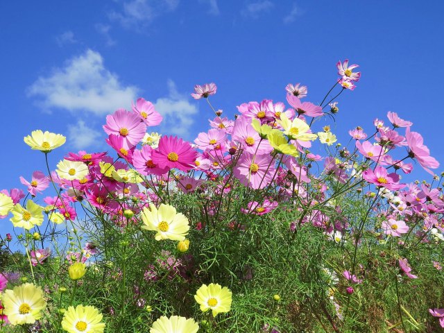 コスモス・華やかな秋