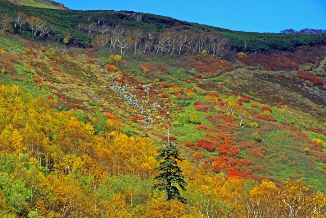 日本一早い紅葉・銀泉台