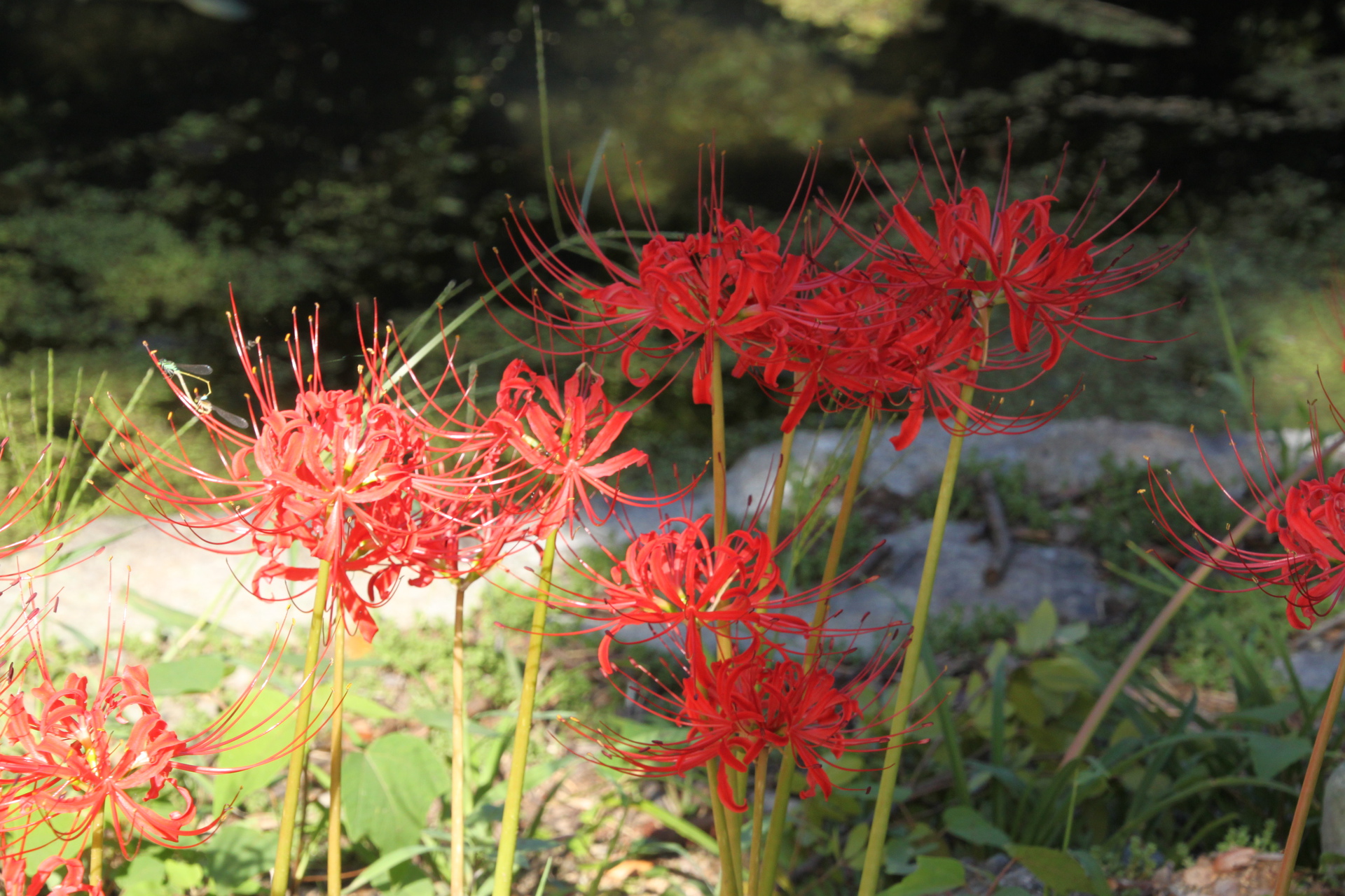 花 植物 小さい公園の彼岸花 壁紙19x1280 壁紙館