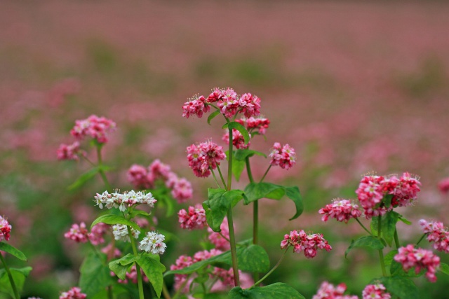 蕎麦の花(高嶺ルビー)