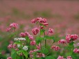 蕎麦の花(高嶺ルビー)