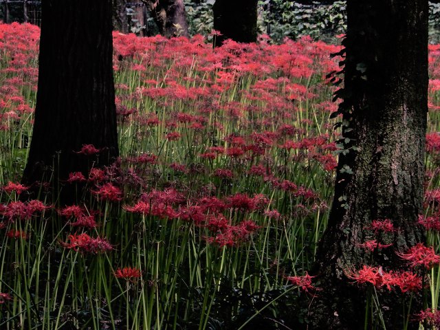 野川公園にて