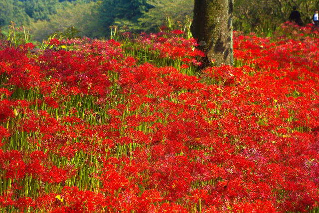 巾着田の曼珠沙華