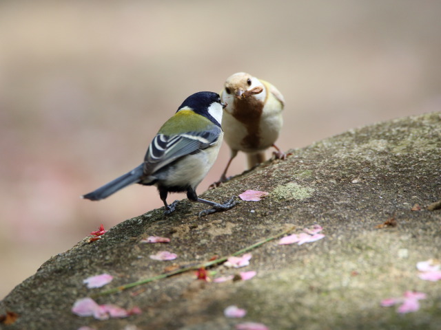 白黒シジュウカラ