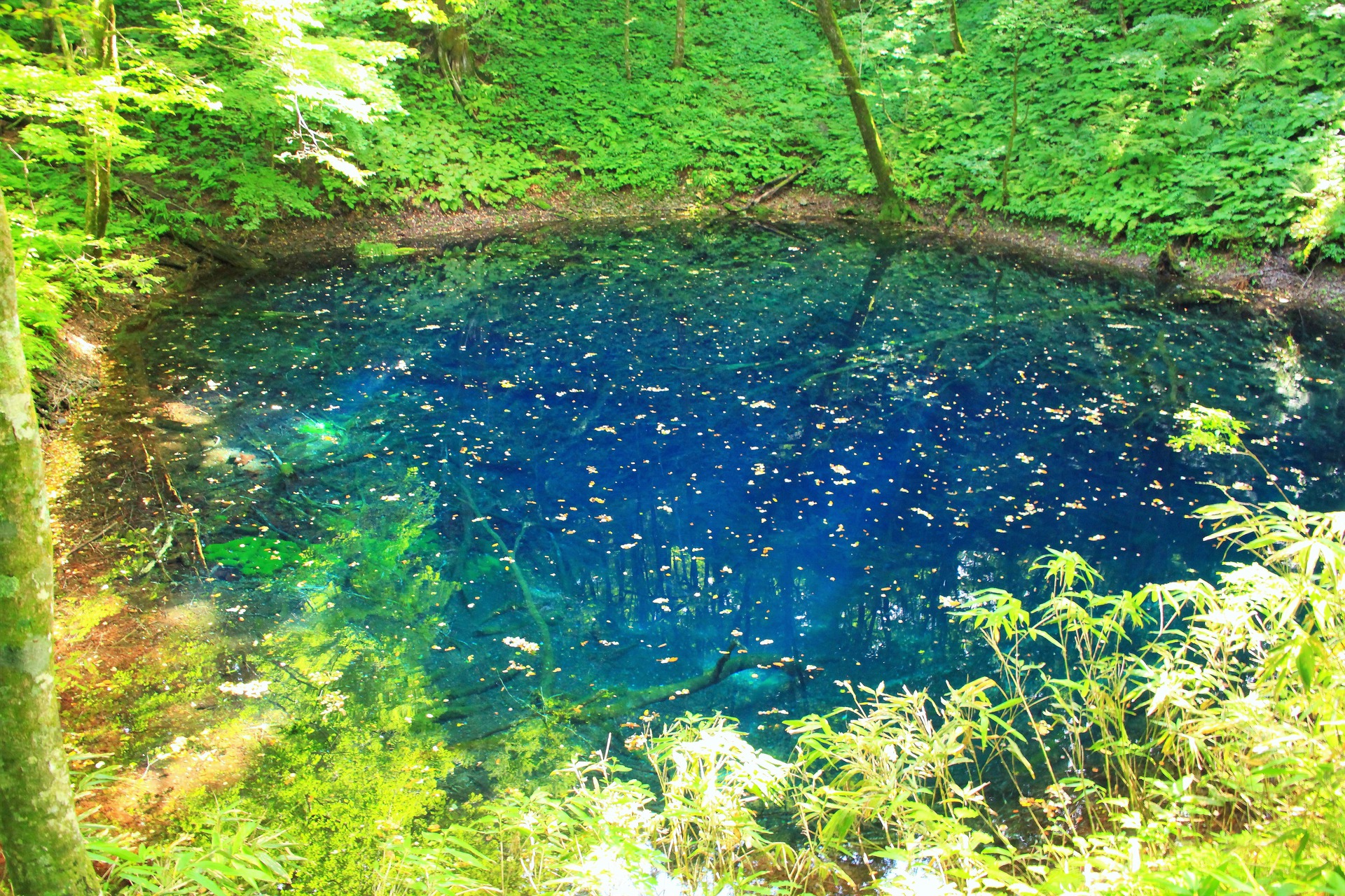 日本の風景 白神山地の神秘の池 青池 壁紙19x1280 壁紙館