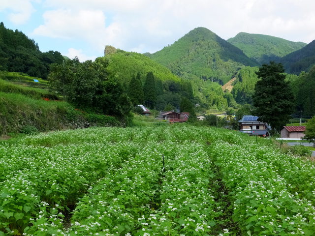 山村にそばの花咲いて