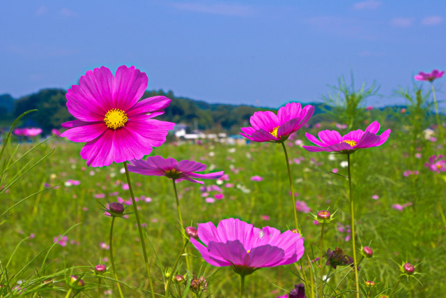 里山の秋