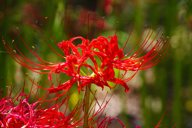 曼珠沙華