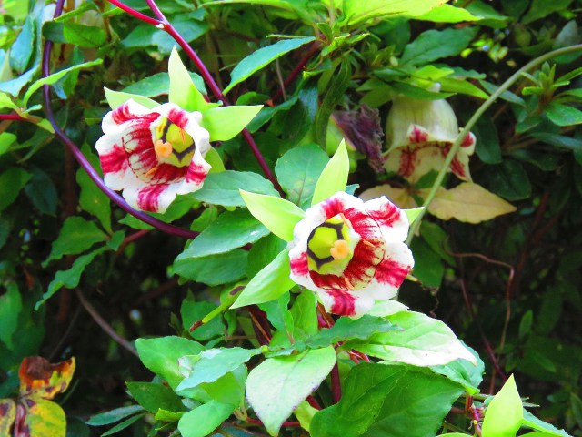 山野草ツルニンジンの花