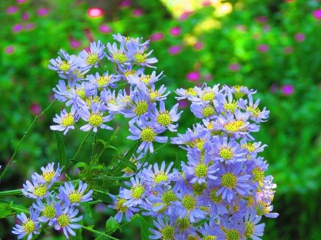 紫苑(シオン)の花