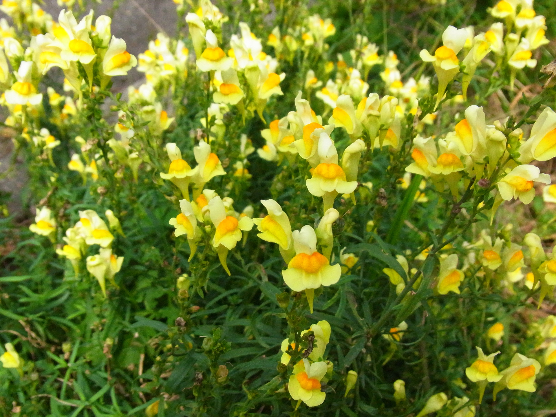 花 植物 散らばったポップコーン 壁紙19x1440 壁紙館