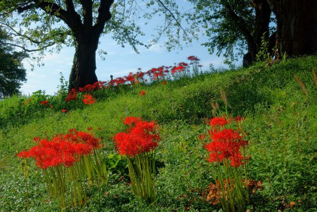 彼岸花咲く足羽川堤防