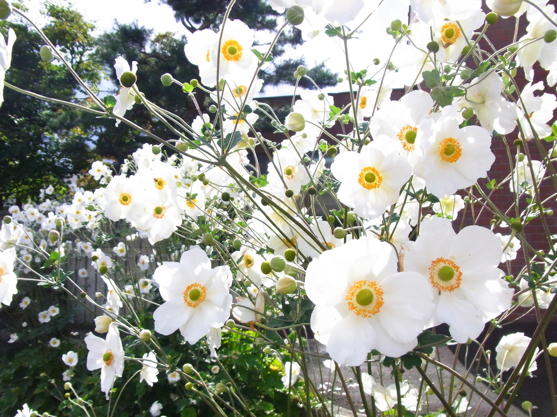 花 植物 庭からあふれるシュウメイギク 壁紙19x1440 壁紙館