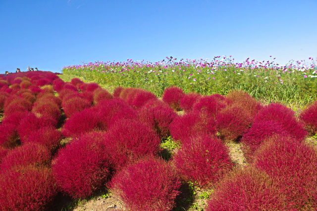 コキアの紅葉