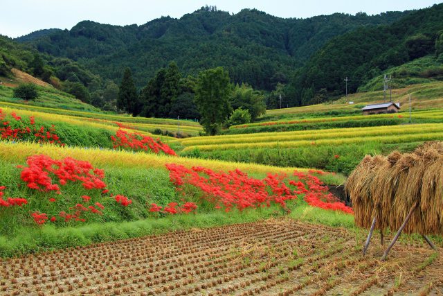 明日香の彼岸花