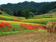 明日香の彼岸花