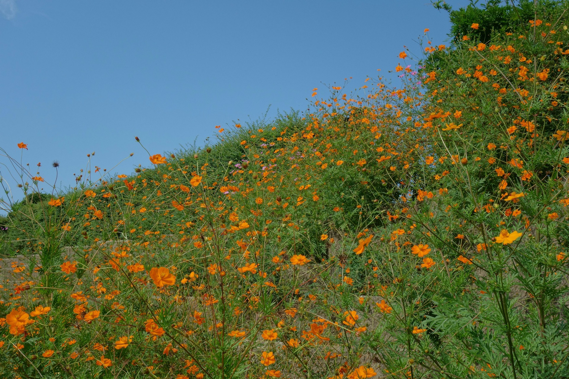 花 植物 鴨渡公園の黄コスモス 壁紙19x1280 壁紙館