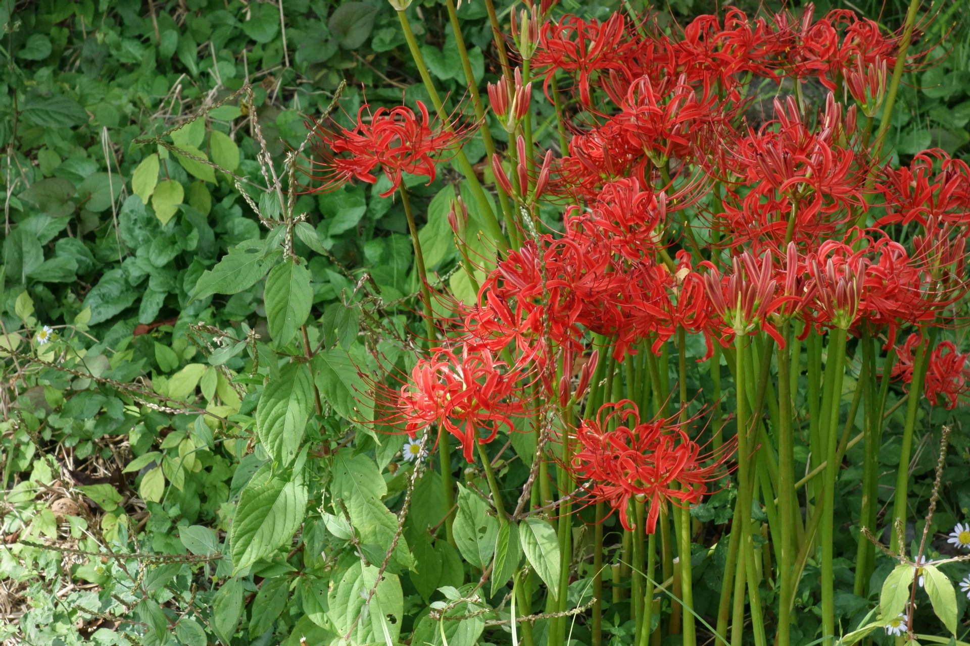 花 植物 足羽川の土手に咲く彼岸花 壁紙19x1280 壁紙館