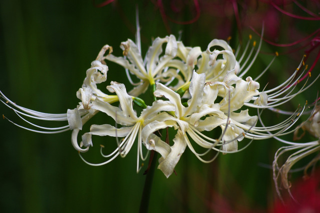 白い曼珠沙華