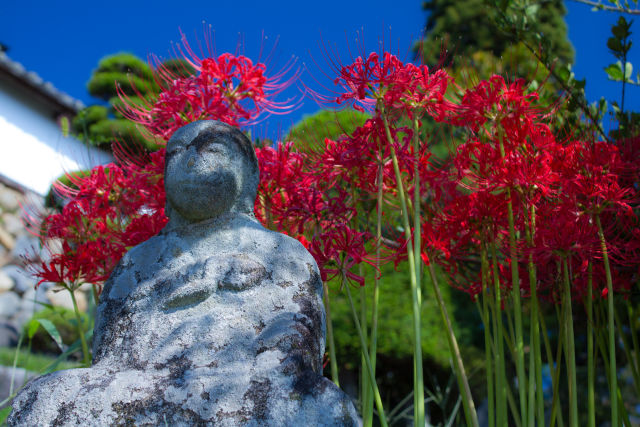 念通寺の彼岸花