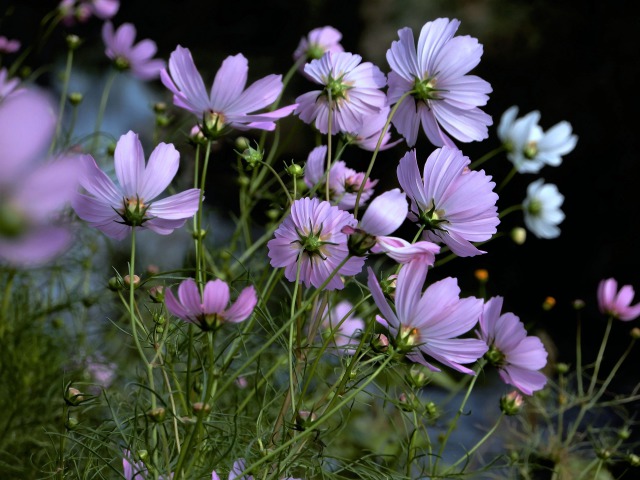 秋桜