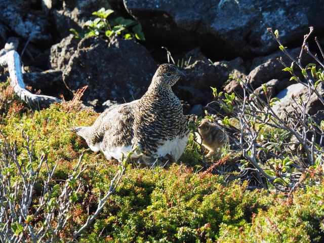 継子岳のママ雷鳥4