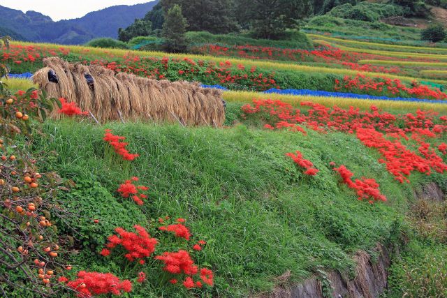 明日香の曼珠沙華