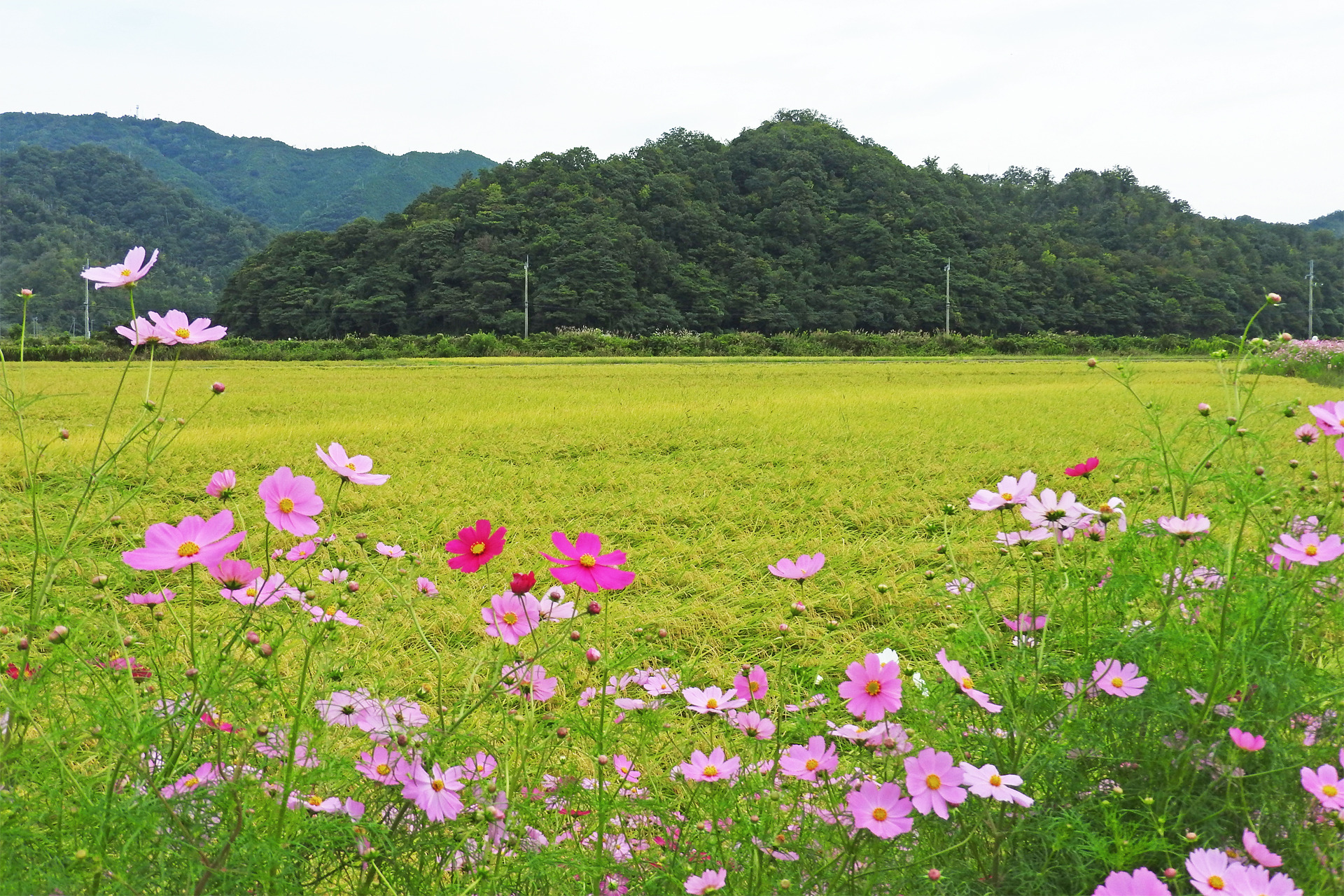 日本の風景 秋の田園風景 壁紙19x1280 壁紙館