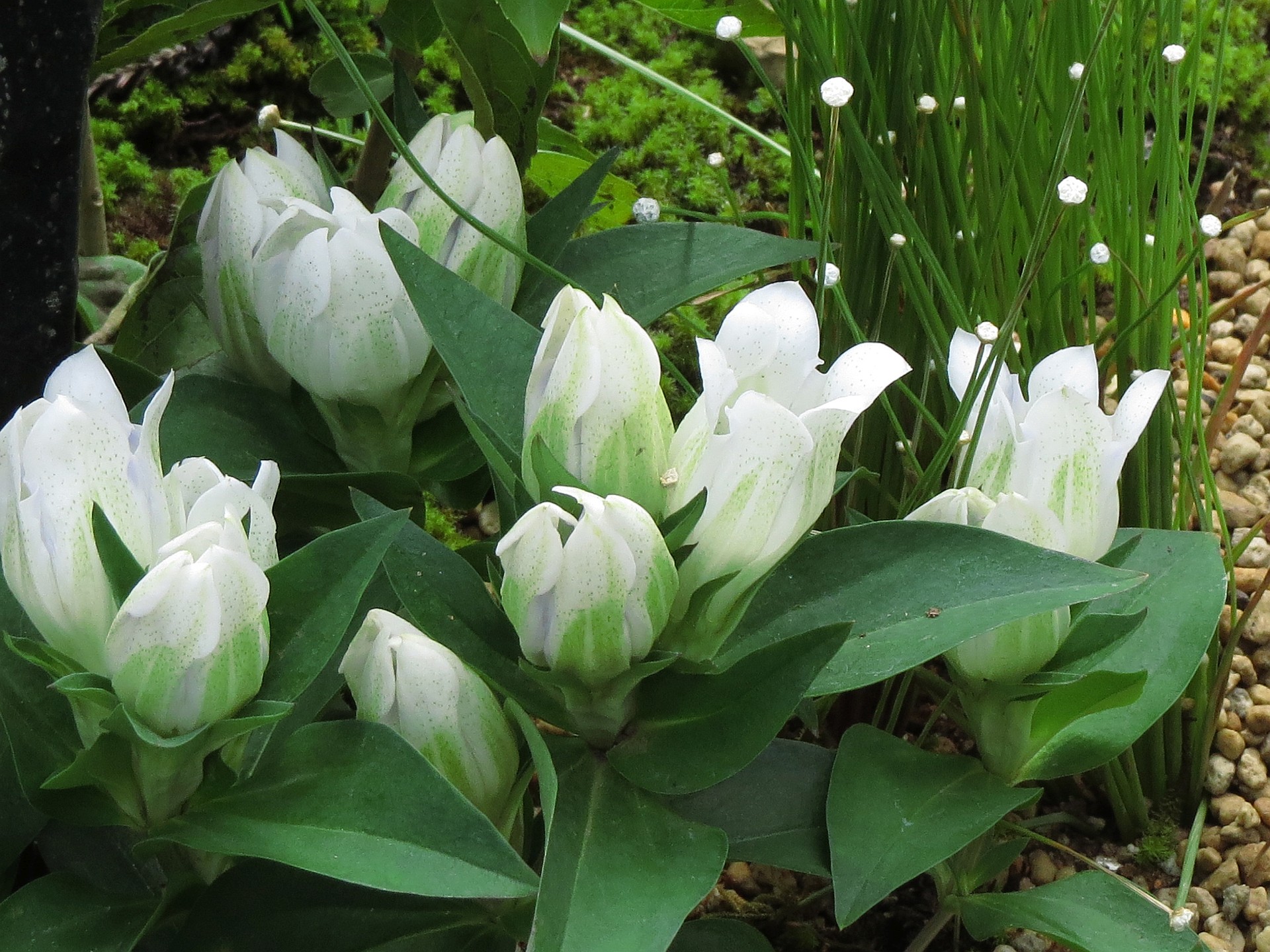 花 植物 安代 アシロ 竜胆 クリスタル 壁紙19x1440 壁紙館