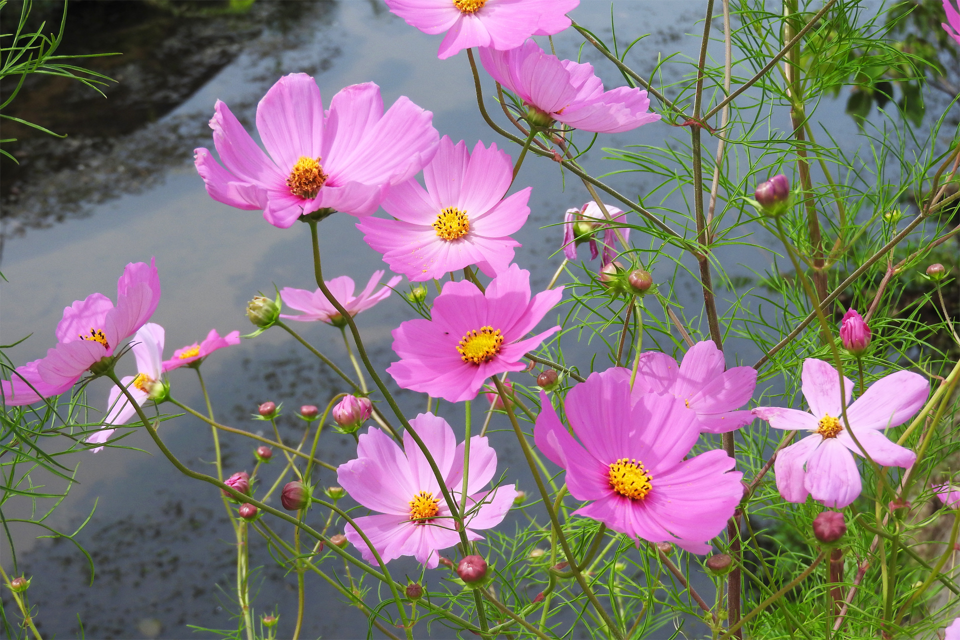 花 植物 川沿いに咲くコスモス 壁紙19x1280 壁紙館