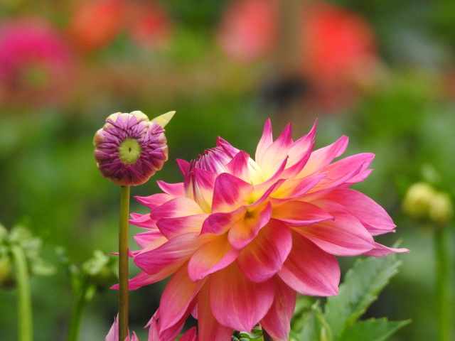 花 植物 ダリア3 壁紙館