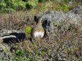 継子岳のママ雷鳥6