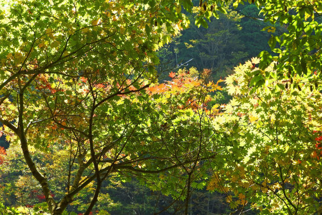 紅葉の季節を待ちわびて5