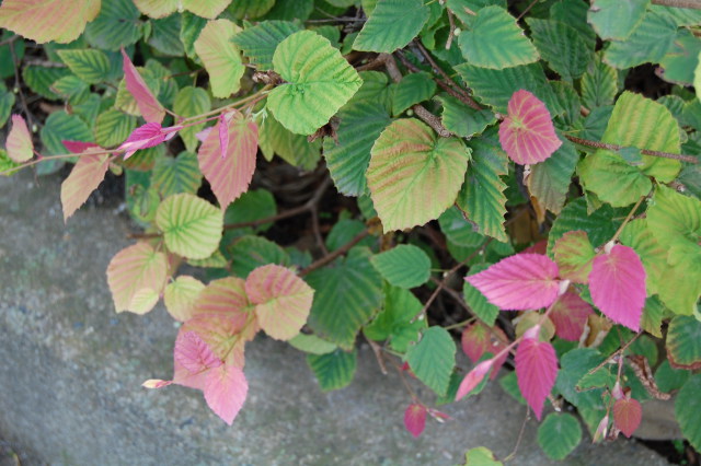 紅葉じゃなくて新芽がピンク