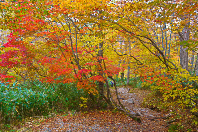 鳩待峠付近の紅葉