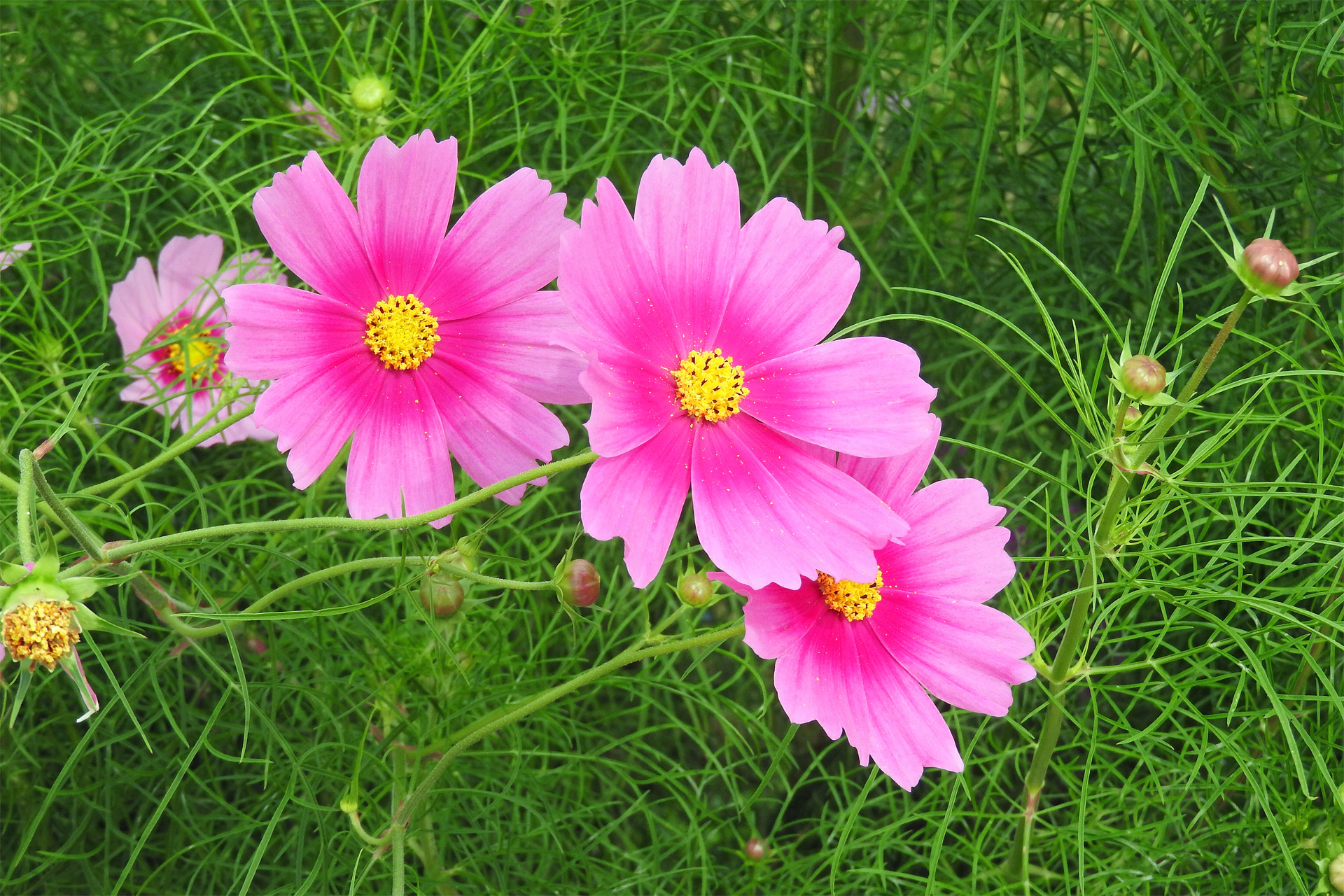 花 植物 川沿いに咲くコスモス3 壁紙19x1280 壁紙館