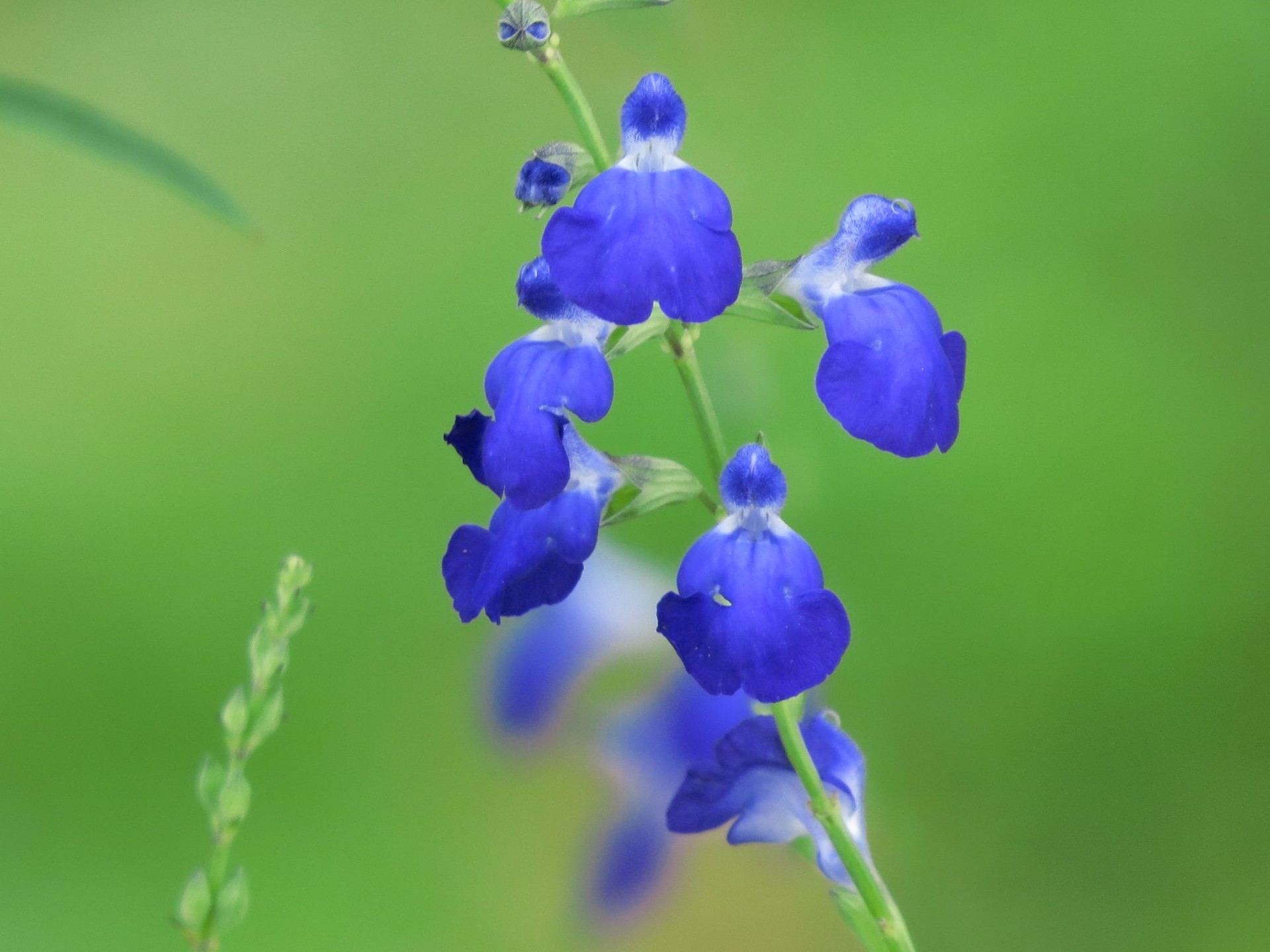 花 植物 秋空の深い青コバルトセージ 壁紙19x1440 壁紙館