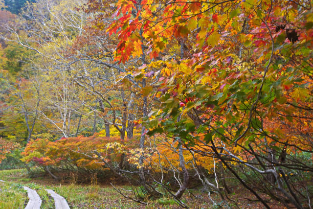 尾瀬・鳩待峠～山ノ鼻間の紅葉