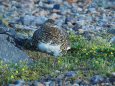 継子岳のママ雷鳥7