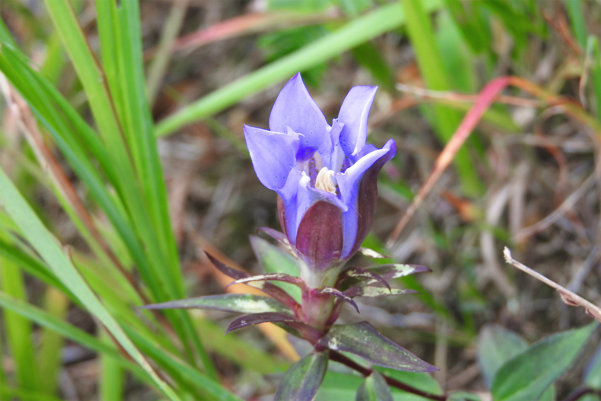 花 植物 秋の山に咲く野生のリンドウ 壁紙19x1280 壁紙館