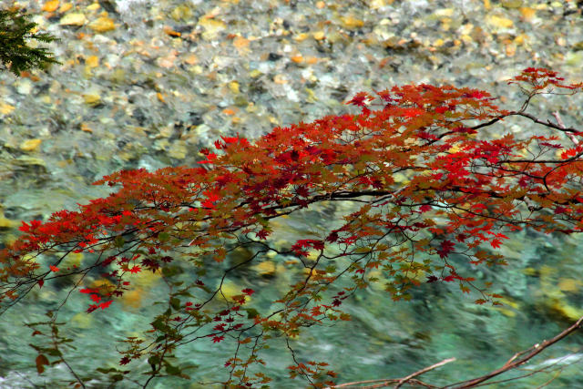 紅葉も際立つ梓川の水