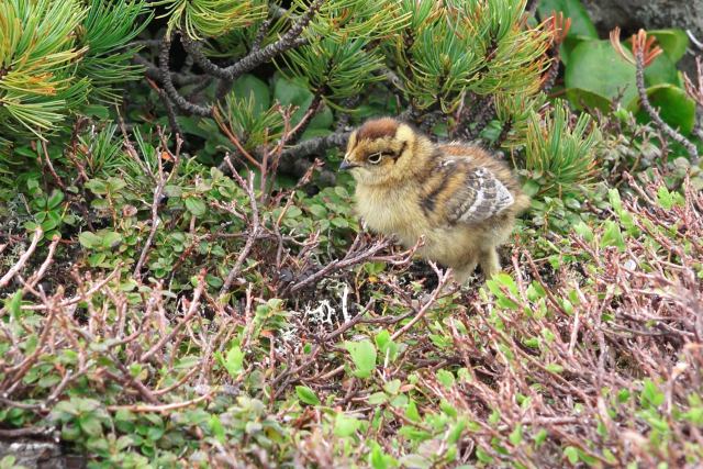 三の池のチビ雷鳥2