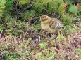 三の池のチビ雷鳥2